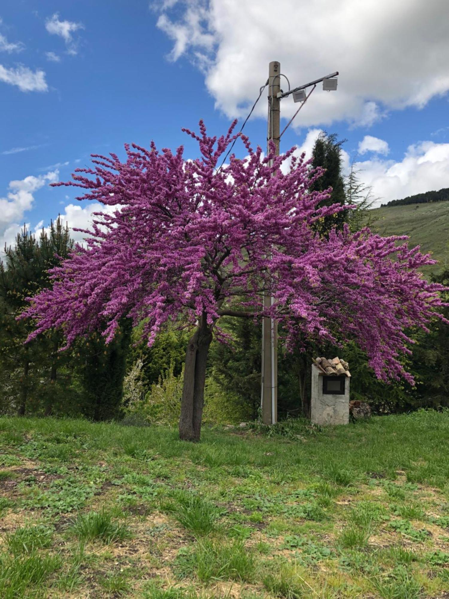 Agriturismo Serra Moneta Santo Stefano Quisquina Luaran gambar